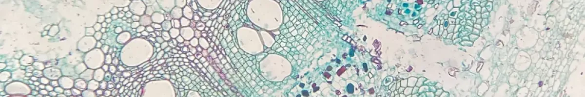 Microscopic Sample
